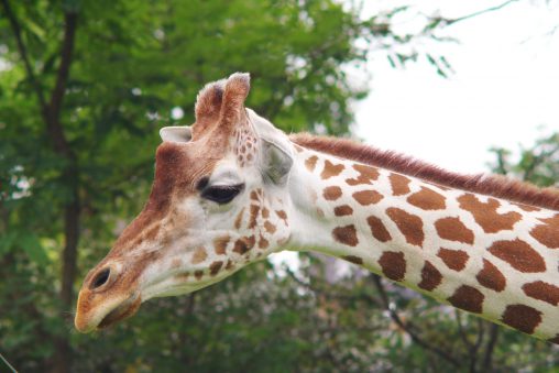 アミメキリン（顔アップ） – Reticulated giraffe