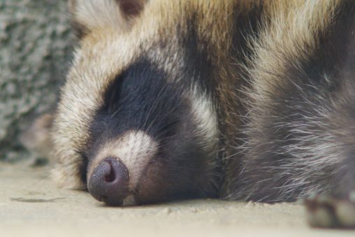 寝てるホンドタヌキ – Japanese Raccoon Dog
