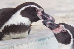仲良しフンボルトペンギン – Humboldt penguins