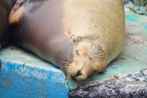カリフォルニアアシカ（寝顔） – California sea lion