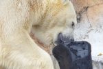 遊ぶホッキョクグマ – Polar bear
