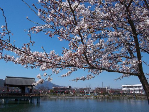 高田千本桜 – Riverside Sakura trees