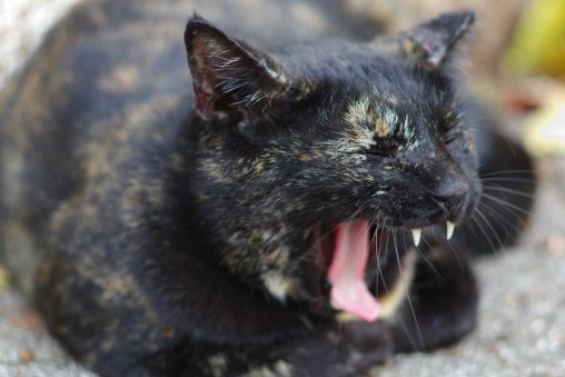 あくび – Yawning cat