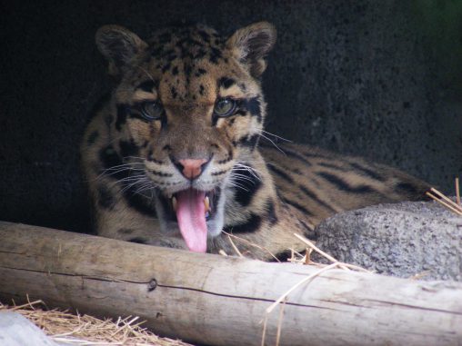 ウンピョウ – Clouded Leopard