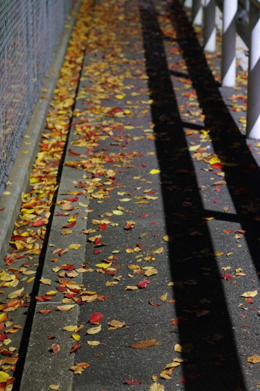 落葉の歩道 – Shed leaves
