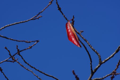 桜一葉 – a Cherry leaf
