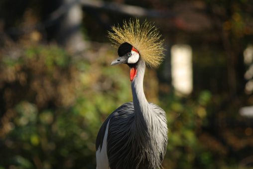 ホオジロカンムリヅル – Grey crowned crane