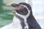 フンボルトペンギン – Humboldt Penguin