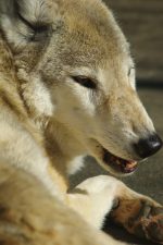 チュウゴクオオカミ – Chinese Wolf