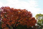 秋の空 – Autumn sky