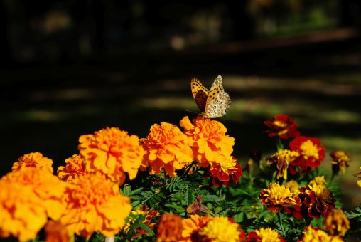 マリーゴールドにツマグロヒョウモン – Indian Fritillary on Marigold flower