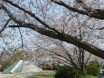 松下公園のサクラ – Sakura at Matsushita park