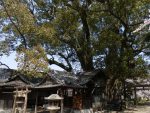 藤白神社の大楠 – Camphor tree of Fujishiro shrine