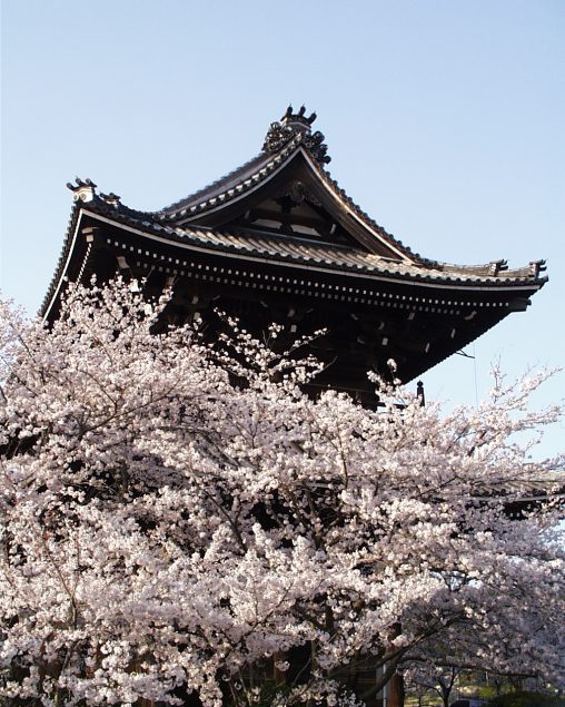 桜の根来寺 – Negoro temple