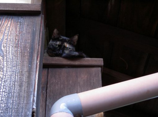 みおろす猫 – A Cat looking down