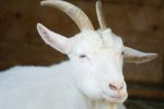 白ヤギ – White goat