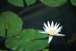 ヒツジグサ – Water lily