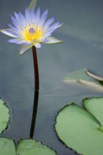 熱帯スイレン – Tropical Waterlily