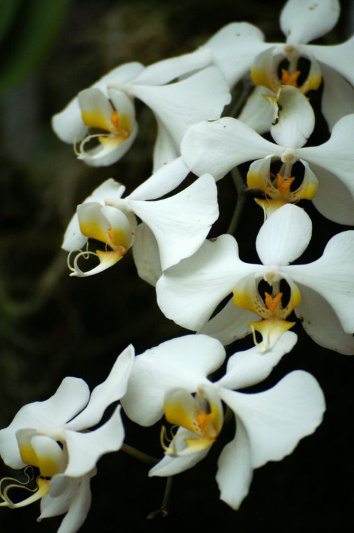 胡蝶蘭 – Moon Orchid