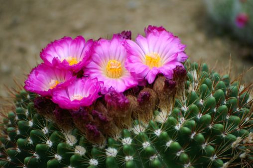 サボテンの花 – Cactus flower