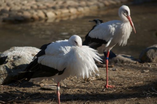 シュバシコウ – White Storks