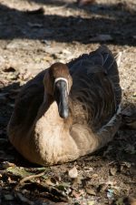 ？カモ – Unidentified duck