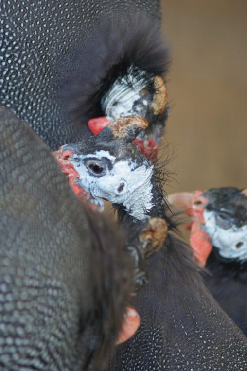 集まるホロホロチョウ – Helmeted guineafowl