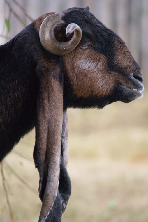 ミミナガヤギ – Goat