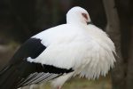 コウノトリ – Japanese White Stork