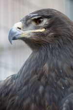 イケメンソウゲンワシ – Steppe Eagle