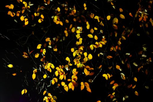 きらめき – Sparkling of leaves