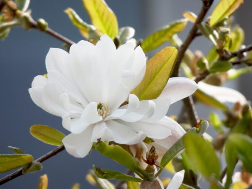 シデコブシ – Star Magnolia