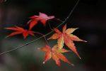 冬の紅葉 – Winter leaves