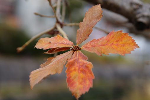 五芒星 – Five-pointed leaves
