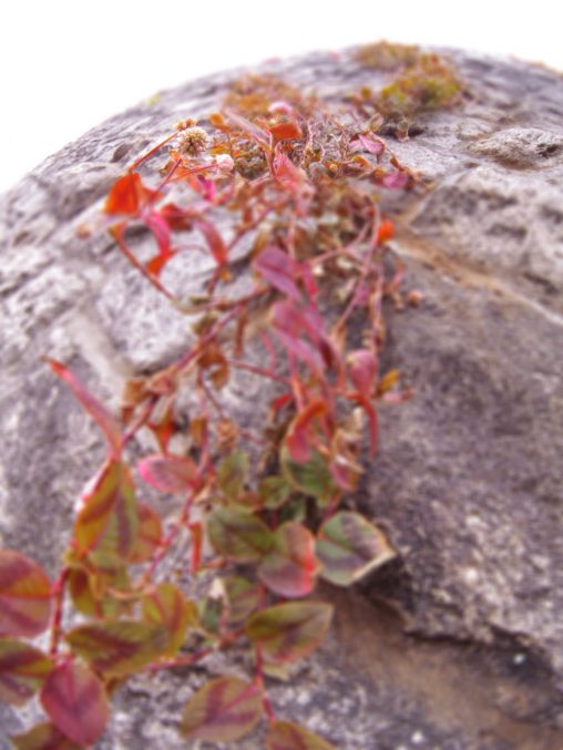 垂れる蔓 – Pink knotweed