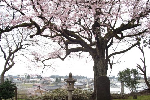 水月寺の江戸彼岸 – Edo-higan Sakura in Suigetsuji Temple