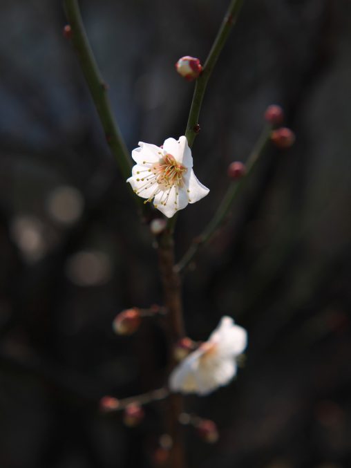 梅 – Plum flower