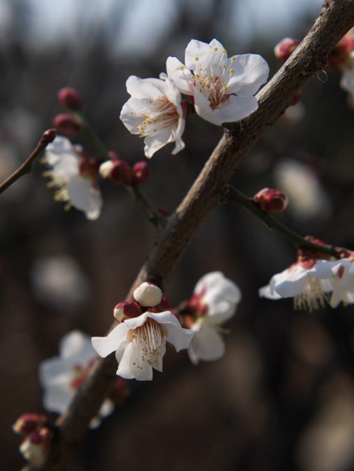 もうすぐ盛り – Plum flowers