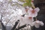 サクラ – Sakura
