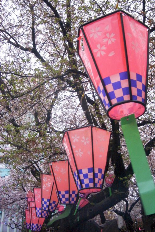 桜提灯 – Sakura paper-lantern