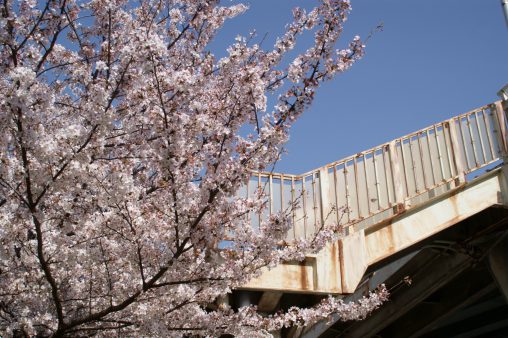 桜を上る – Sakura with Stairway
