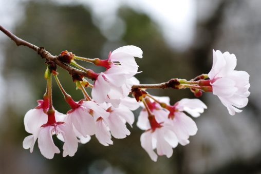 彼岸桜 – Higan Sakura