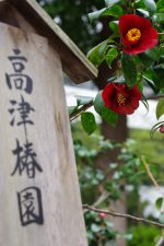 高津神社 椿園 – Camellia garden of Kozu Shrine