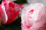 岩根絞 – Camellia ‘Iwane Shibori’