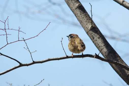 スズメ – Tree Sparrow