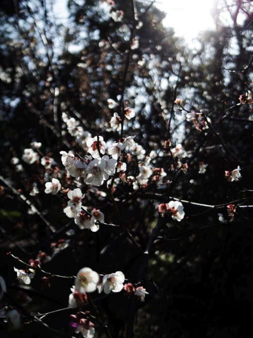 白梅 – White Plum flower