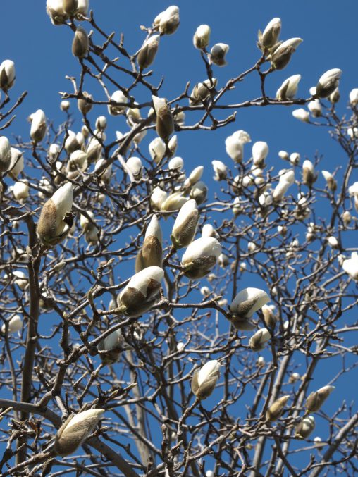 木蓮の蕾 – Magnolia buds
