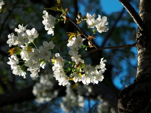 桜の小枝 – Branch of Sakura