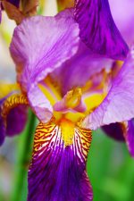 アヤメ – Siberian iris