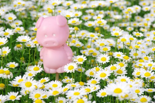 花の中 – Pig on swamp chrysanthemum